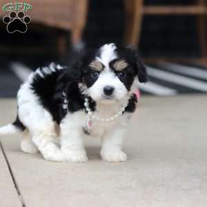 Queen, Cavachon Puppy